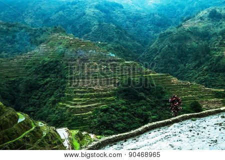 Rice Terraces. Banaue, Philippines