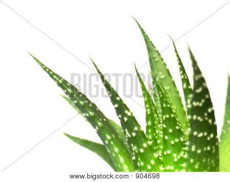 Listy Aloe Vera, podrobné