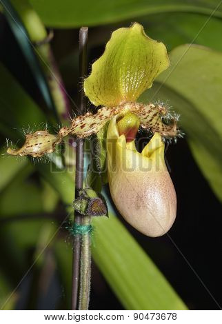 Paphiopedilum Glaucophylum Orchid