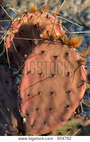 แคคตัสต้นแพร์ Prickly