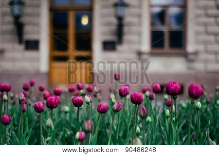 Beautiful spring flowers in the city