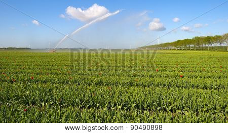 Water cannon irrigating a field with tulips in spring