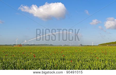 Water cannon irrigating a field with tulips in spring