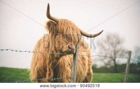 Lonely Cow