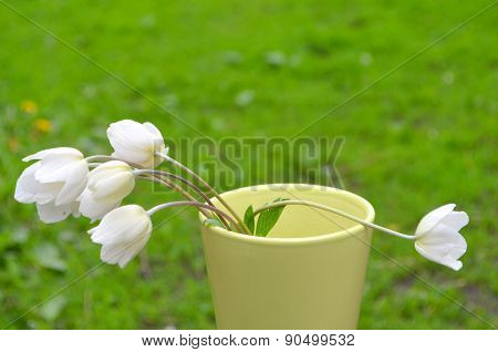 Anemone, windflower