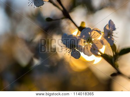 Cherry Tree Flowers Blooming At Spring