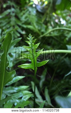 Fresh green fern
