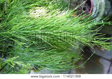 Fresh green fern