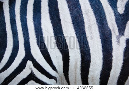 zebra skin texture