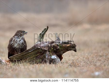 Common Buzzard (buteo Buteo) In December In The Meadow