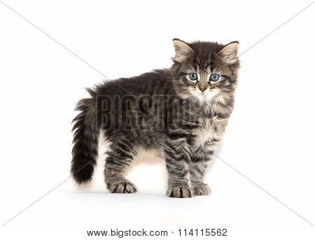 Cute Baby Tabby Kitten On White