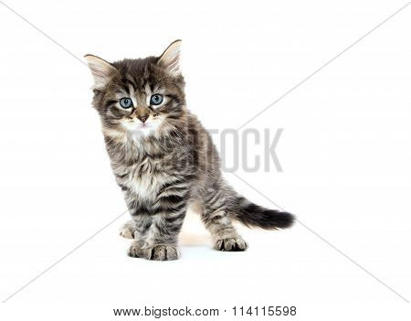Cute Baby Tabby Kitten On White