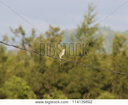 Bird on a Wire