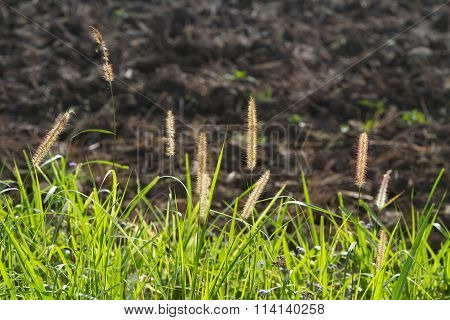 Reeds under the sunlight of spring