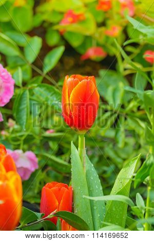 Tulip. Beautiful Bouquet Of Tulips. Colorful Tulips.