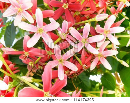 Beautiful Rangoon Creeper