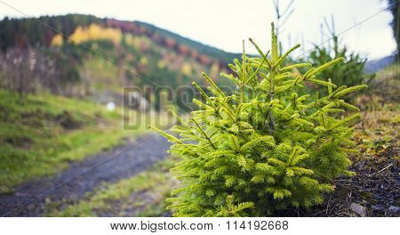 Young pine tree growing on the edge of the forest.