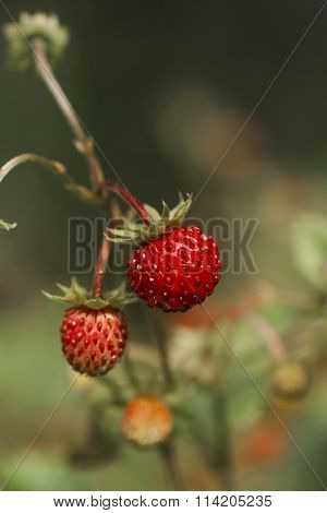 wild strawberries