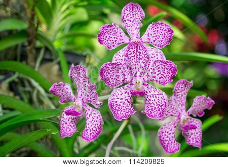 Pink Mokara Orchid Flower