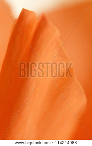 Glad Flower Fragment