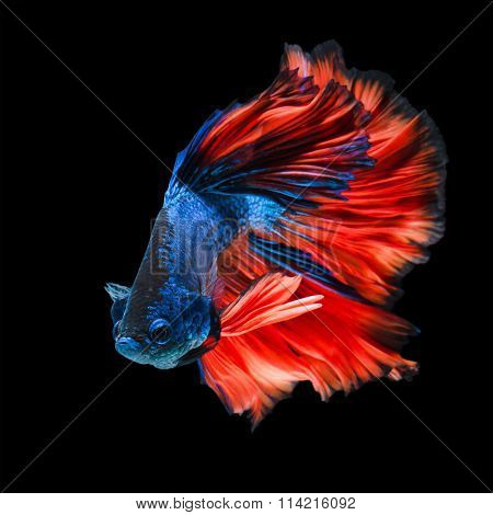Betta Fish