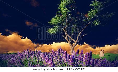 Lavender fields with  solitary tree
