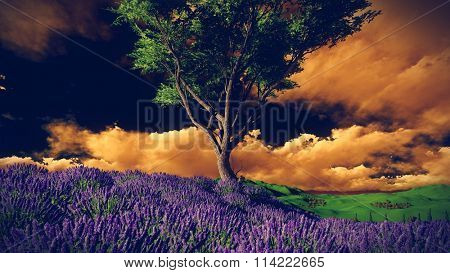 Lavender fields with  solitary tree