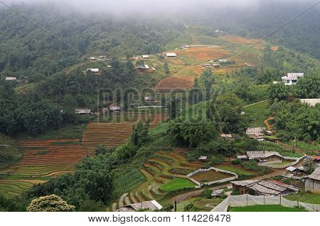 rice fields nearly Sa Pa town