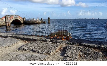 Iguana walks along the ocean, Miami, FL