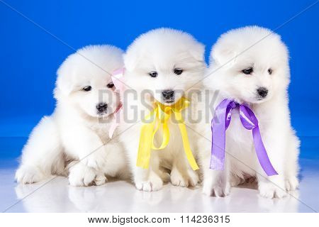 Cute puppies of Samoyedskaja dog