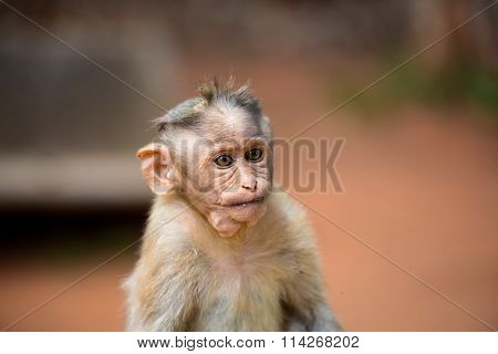 Bonnet Macaque Bangalore India