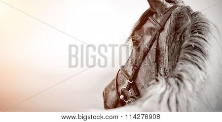 Portrait Of A Sports Stallion