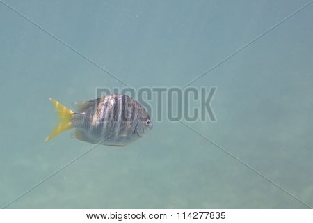 Abudefduf notatus is a species of damselfish in the family Pomacentridae.
