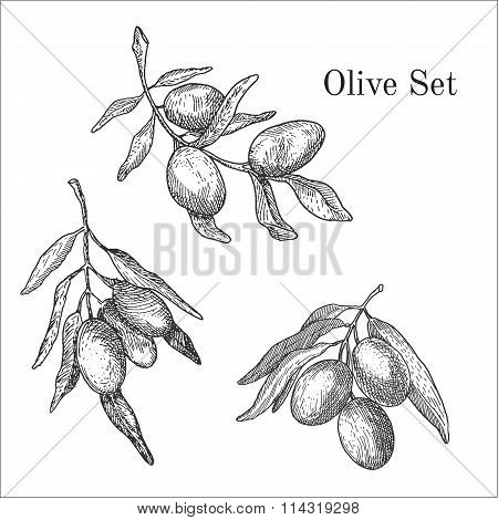 Ink hand drawn olive set