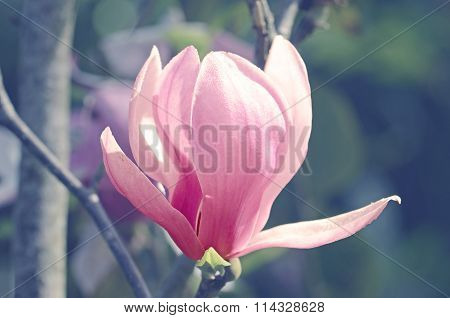 Magnolia Or Tulip Tree In Botanical Garden.