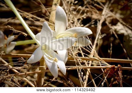 Flowers Of Cork Tree.
