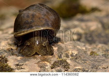 Great pond snail (Lymnaea stagnalis)