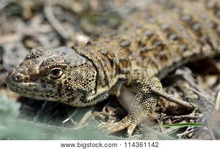 Caucasian agama (Paralaudakia caucasia)