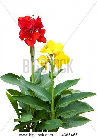 Red and yellow Canna flower plants isolated on white