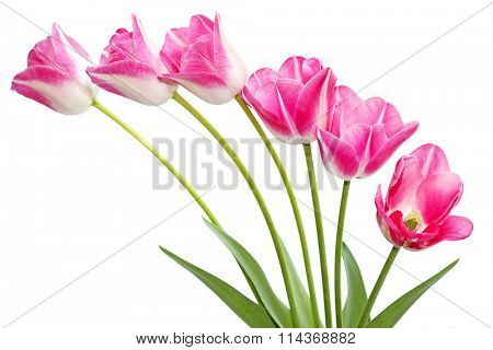 Fresh pink tulip flowers isolated on white