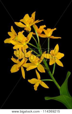 Yellow Brassolaeliocattleya orchid flower isolated over black
