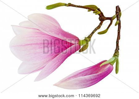 Saucer Magnolia soulangeana flowers isolated on white