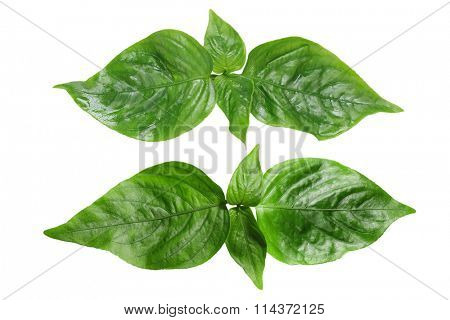 Peristrophe roxburghiana magenta purple leaves for natural food dye