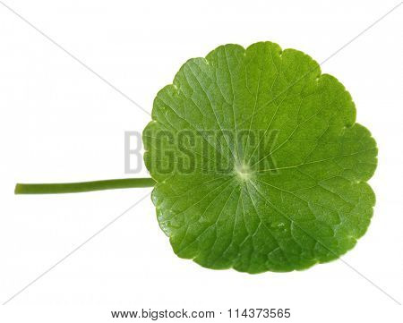 Fresh Penny Wort leaf isolated on white background