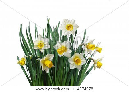 White daffodil narcissus jonquil flower plants isolated