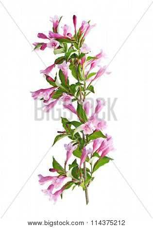 Weigela flower blooming on branch isolated on white background