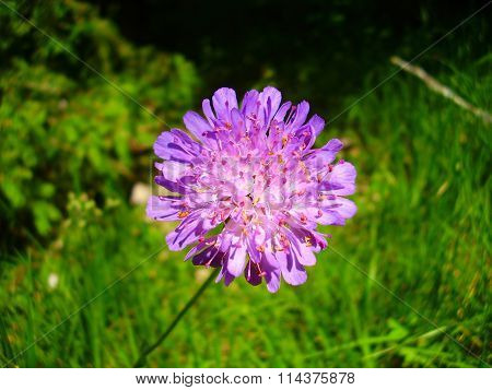 Field Scabius
