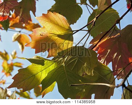 Foliage Of Guelder-rose