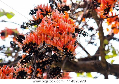 Bastard Teak Flower