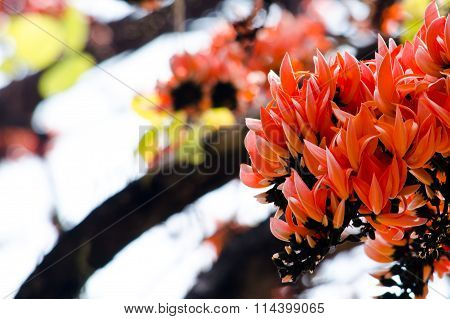 Bastard Teak Flower